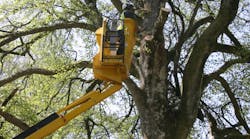 One in five AWP-related deaths involve tree-care workers. Guidelines are available from IPAF on working safely at height in tree care.
