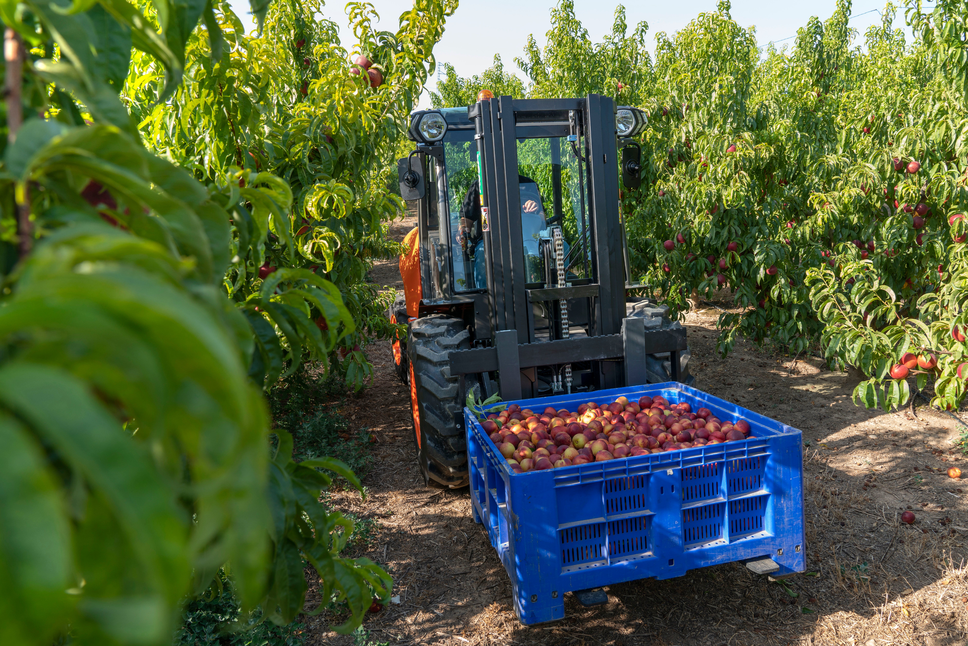 Diamond A Ausa 5fb9815980130